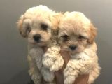 Maltipoo Yavrularımız İçin İletişime Geçebilirsiniz