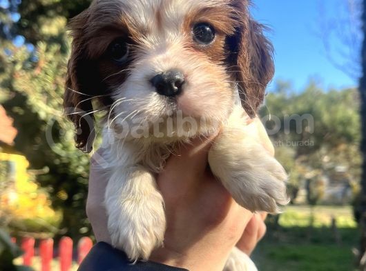 Mükemmel , Safkan Cavali̇er King Charles Bebekler görsel