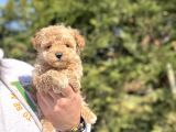 Teacup Di̇şi̇ Poodle Yavrumjz