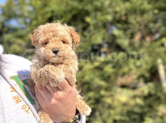 Teacup Di̇şi̇ Poodle Yavrumjz görsel