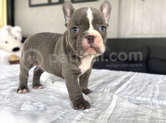 Egzoti̇k Blue French Bulldog Bebeği̇mi̇z