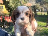 Mükemmel , Safkan Cavali̇er King Charles Bebekler