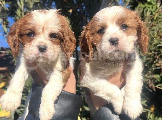 Mükemmel , Safkan Cavali̇er King Charles Bebekler görsel