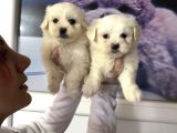 Maltese Terri̇er Safkan Mi̇ni̇ Yavrularimiz