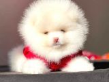 Pomeranian Tea Cup بوميرانيان Teddy Bear