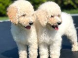 Turkiyede Tek Standart Poodle Bebeklerimiz