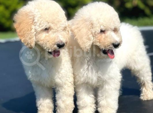 Turkiyede Tek Standart Poodle Bebeklerimiz görsel