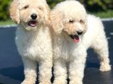 Turkiyede Tek Standart Poodle Bebeklerimiz