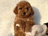 Orijinal Safkan Toy Poodle Bebekler