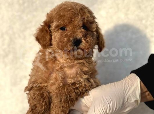 Orijinal Safkan Toy Poodle Bebekler görsel
