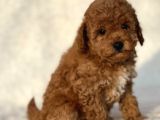 Mini Boy Çiftliğimizden Poodle Bebeklerimiz