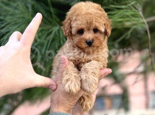 Xxs Mi̇ni̇ Toy Poodle Yavrular görsel