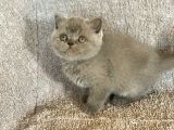 Baby Face Orji̇nal Bri̇ti̇sh Shorthai̇r Di̇şi̇ Ve Erkek Yavrular