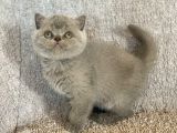 Baby Face Orji̇nal Bri̇ti̇sh Shorthai̇r Di̇şi̇ Ve Erkek Yavrular
