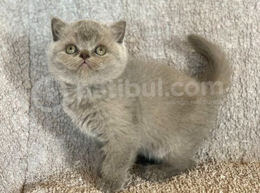 Baby Face Orji̇nal Bri̇ti̇sh Shorthai̇r Di̇şi̇ Ve Erkek Yavrular görsel