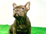 En Özel Blue Renk French Bulldog