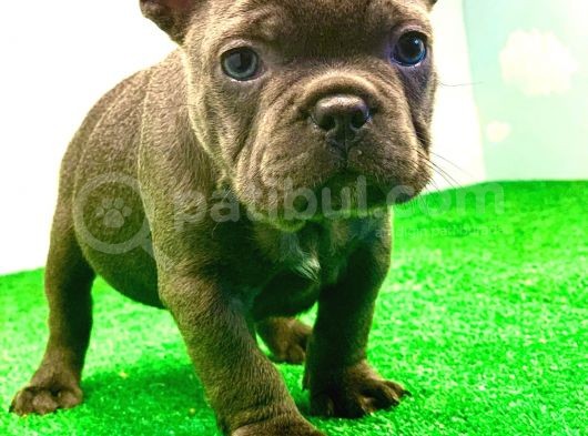 En Özel Blue Renk French Bulldog görsel