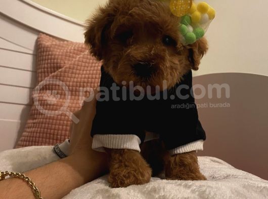 Maskot Poodle Bebekler görsel