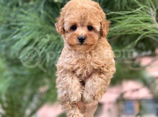 Tea Cup Poodle Yavrulari görsel