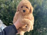 Mi̇nyatür Poodle Yavrular Show Görsel