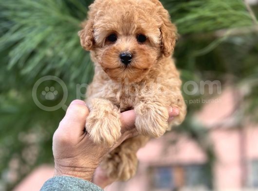 Tea Cup Poodle Yavrulari görsel