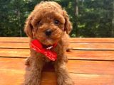 Toy Poodle Eğitimli Aşılı Yavrular