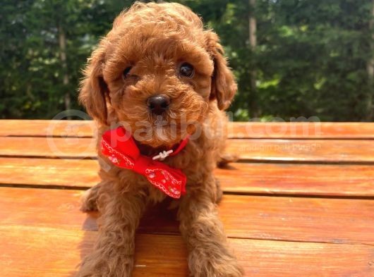 Toy Poodle Eğitimli Aşılı Yavrular