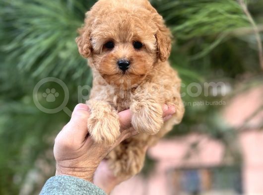Xxs Mi̇ni̇ Toy Poodle Yavrular görsel