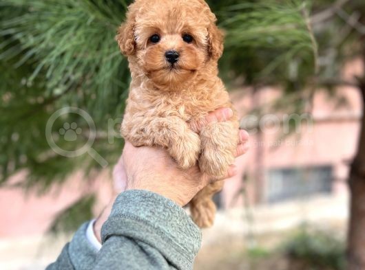 Tea Cup Poodle Yavrulari