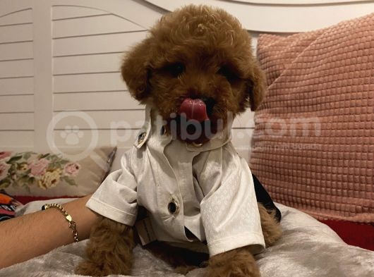 Maskot Poodle Bebekler