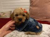 Ev Doğumlu Poodle Bebeklerimiz