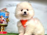 Evinizin Neşesi  Pomeranian Boo