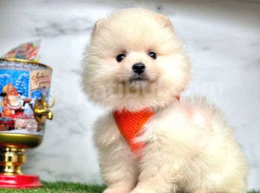 Evinizin Neşesi  Pomeranian Boo görsel