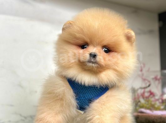 Evinizin Neşesi  Pomeranian Boo