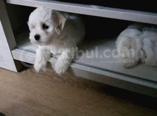 Orjinal Teacup Maltese görsel
