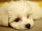Orjinal Teacup Maltese