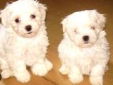 Orjinal teacup maltese