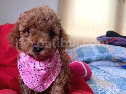 Orji̇nal Toy Poddle Yavrular görsel
