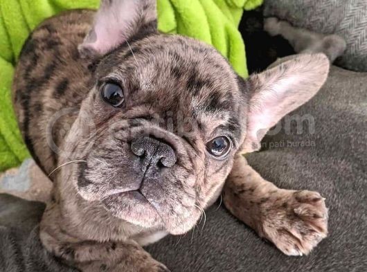 Merle Blue Mavi Gözlü Özel Fransızbulldog Yavrular görsel