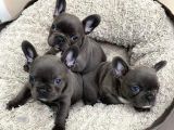 Merle Blue Mavi Gözlü Özel Fransızbulldog Yavrular