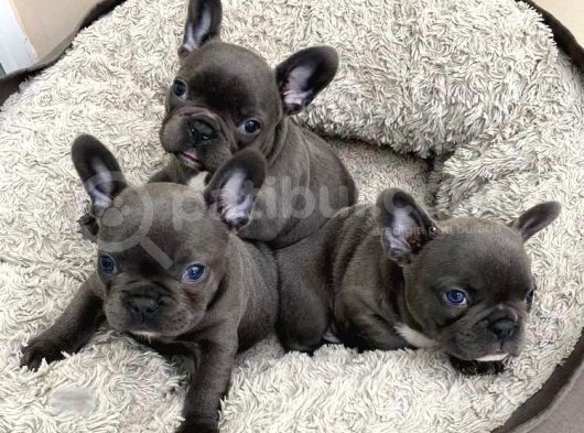 Merle Blue Mavi Gözlü Özel Fransızbulldog Yavrular görsel