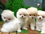 Orijinal Pomeranian Boo Yavrularımız