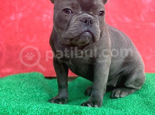 Güzeller Güzeli Dişi French Bulldog Blue Yavrumuz görsel