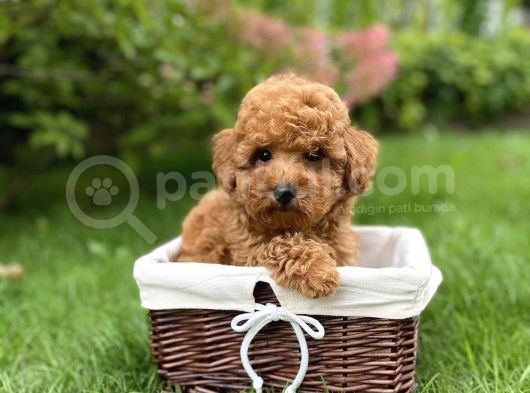 Toy Poodle Mini Boy Yavrular görsel