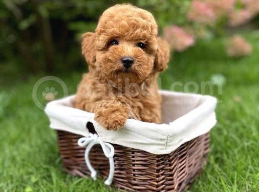 Toy Poodle Mini Boy Yavrular görsel