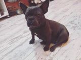 Lilack Merle Tan Guad Babadan Excotik Bebekler