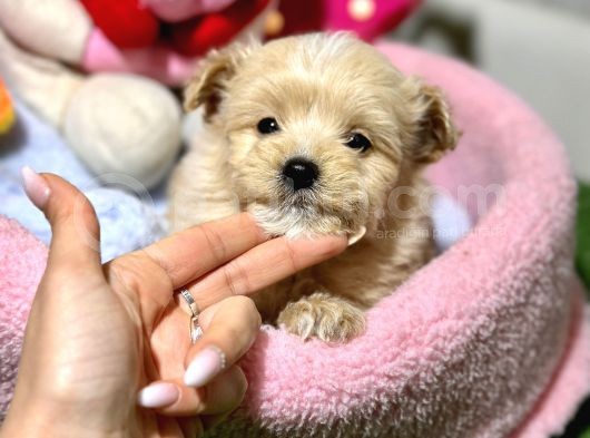 F1 Malti̇poo Yavrular
