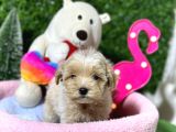 F1 Malti̇poo Yavrular