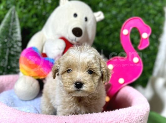 F1 Malti̇poo Yavrular görsel
