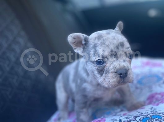 Lilack Merle Tan Guad Babadan Excotik Bebekler görsel